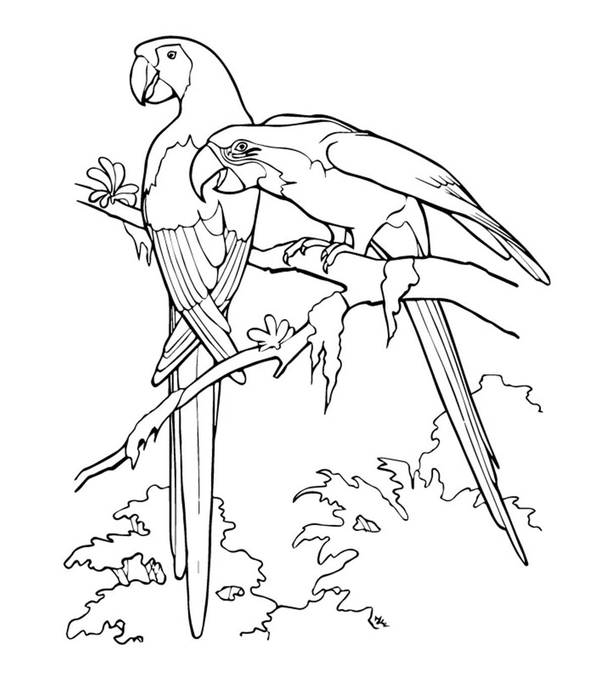 25 Cute Parrot Coloring Pages Your Toddler Will Love To Color