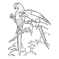 Featured image of post Parrot Colouring Picture On this page you can free download free png images on theme
