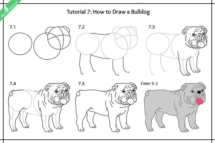 How To Draw A Realistic Dog Step By Step For Beginners