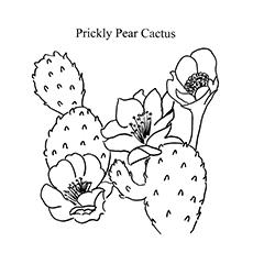 Top 10 Cactus Coloring Pages For Toddlers