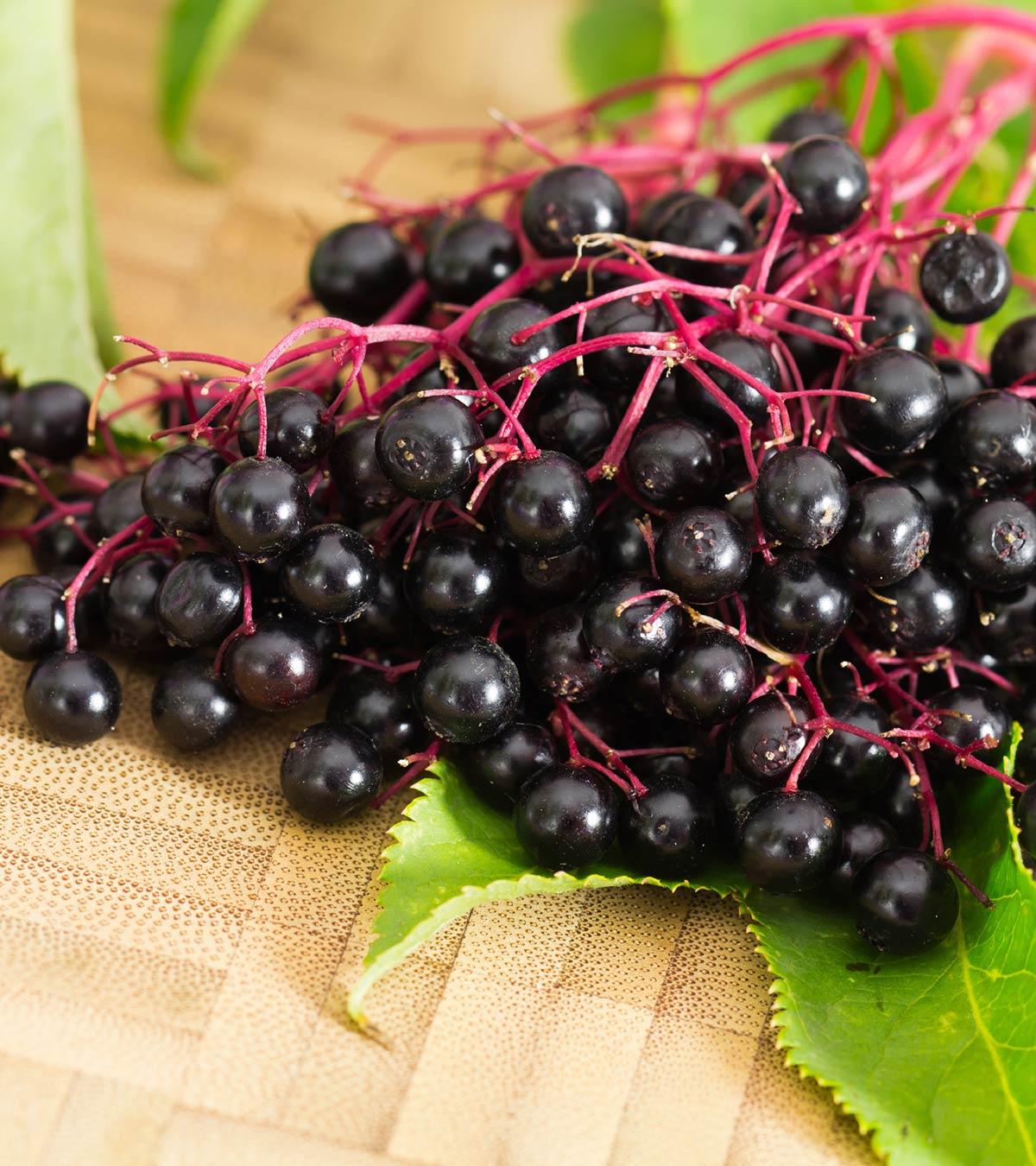 Elderberry During Pregnancy