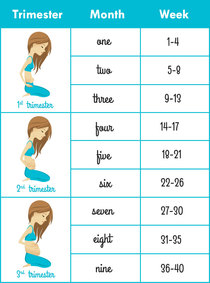 Week-to-month pregnancy calculator week by week