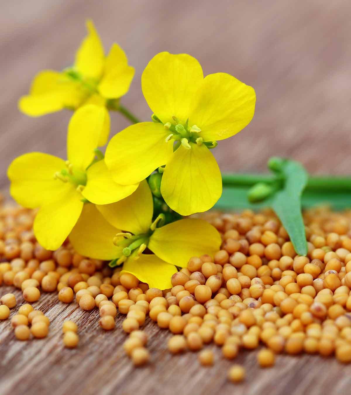 Eating Mustard During Pregnancy