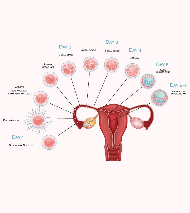 Pregnancy Symptoms Time Chart