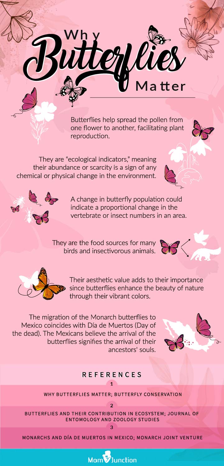 The Secret Of butterfly interesting facts in 2021