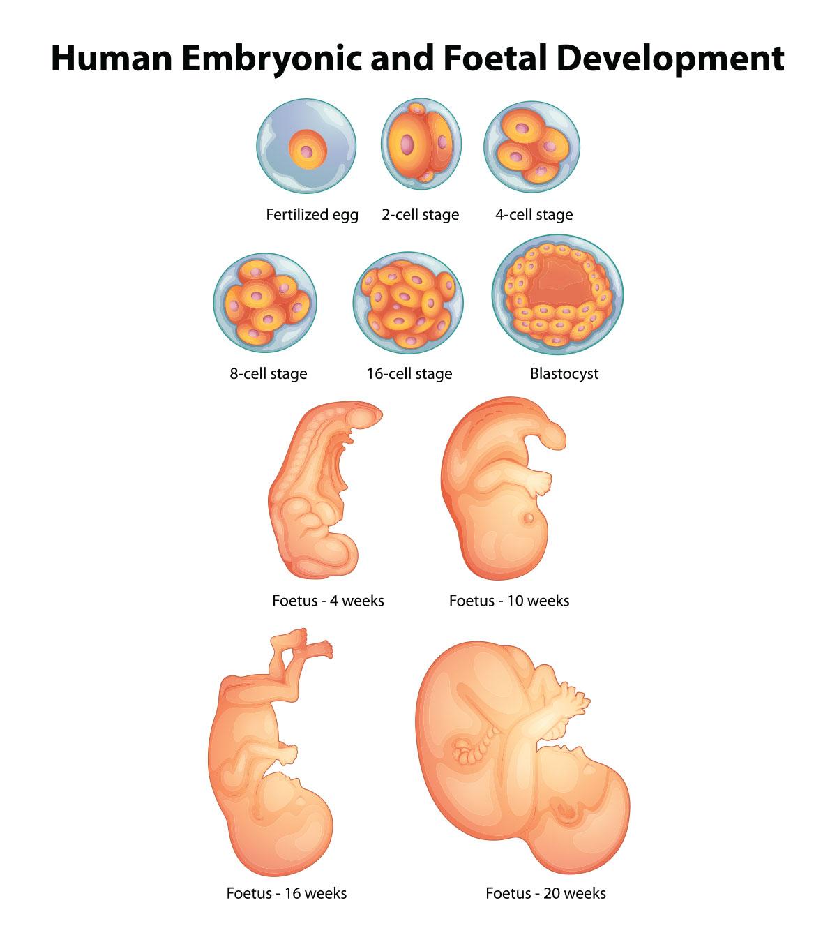 Baby Foetus Size Chart