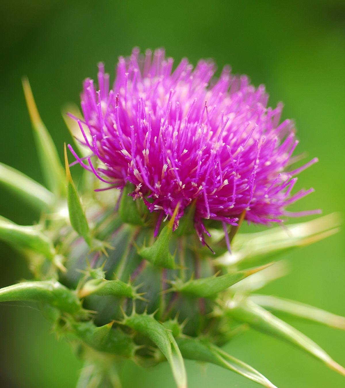 How Milk Thistle Can Help You During Breastfeeding