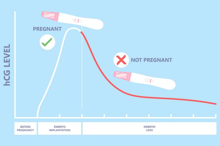 Molar tissues causes rise in HCG level after miscarriage