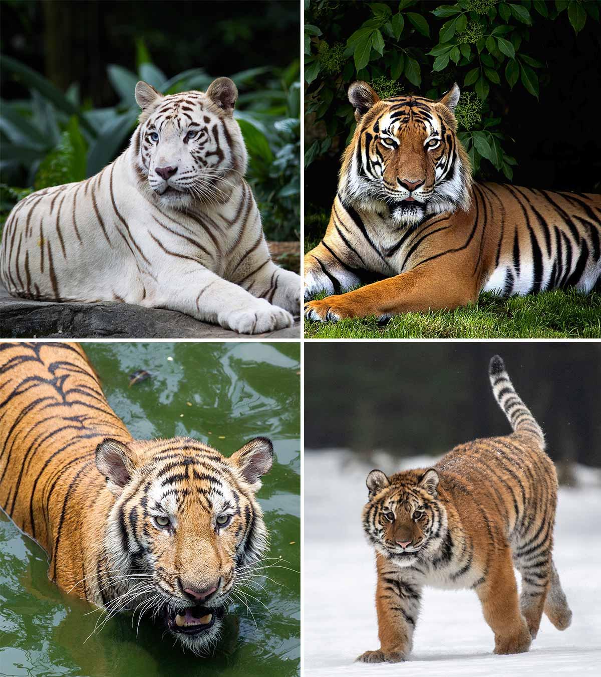 Different types of tiger