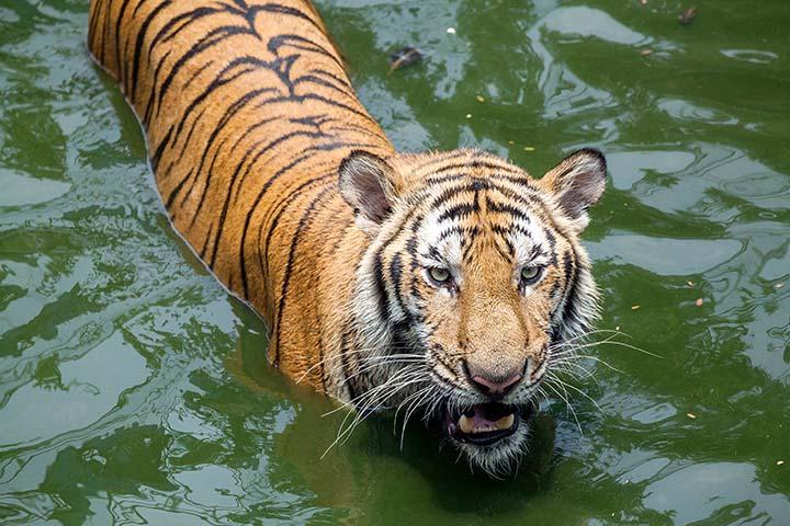 Bengal Tigers - Key Facts, Information & Pictures