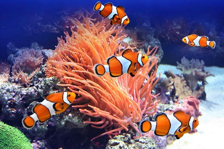 15 fascinating clownfish facts