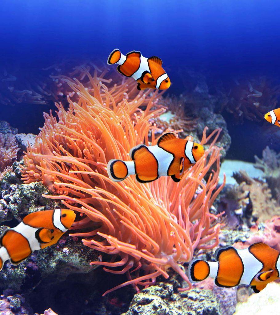 Clown best sale triggerfish care