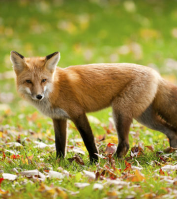 Fascinating And Interesting Facts About Fox For Kids