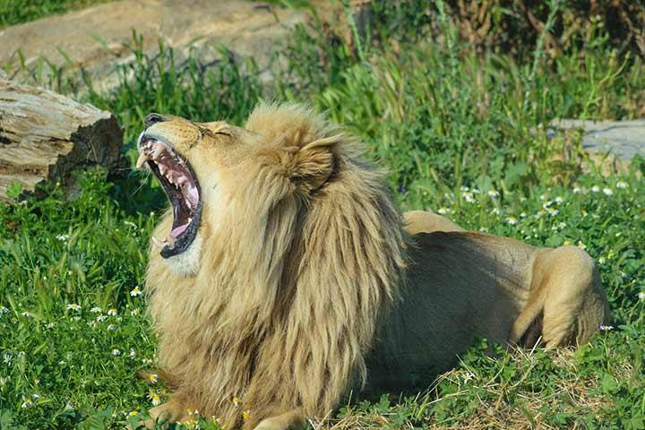 How loud is a lion's roar? And 4 other lion facts, Stories