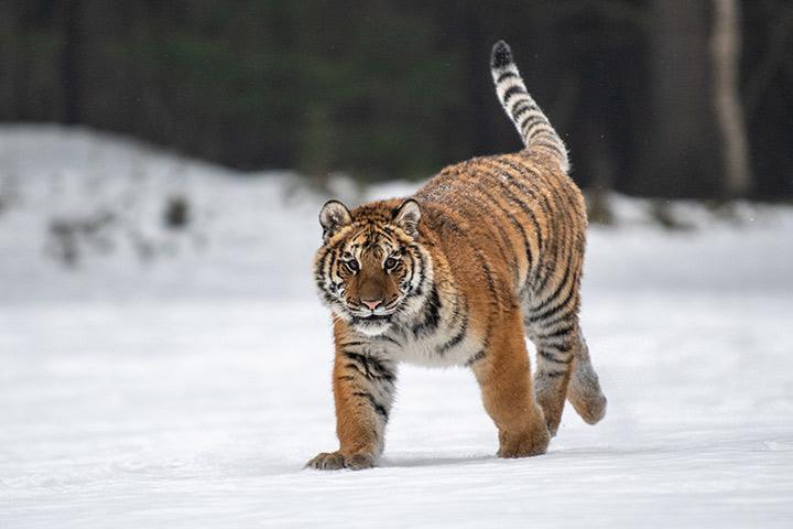 15 Interesting Facts About Tigers