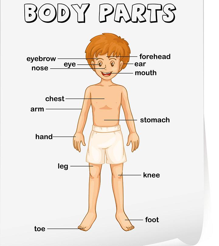 human body parts name with picture for kids