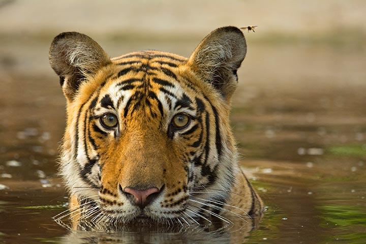 Fun and Amazing Siberian Tiger Facts for Kids – Fun Facts 4 Kids