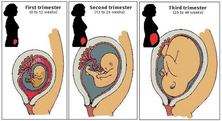 grapefruit size uterus