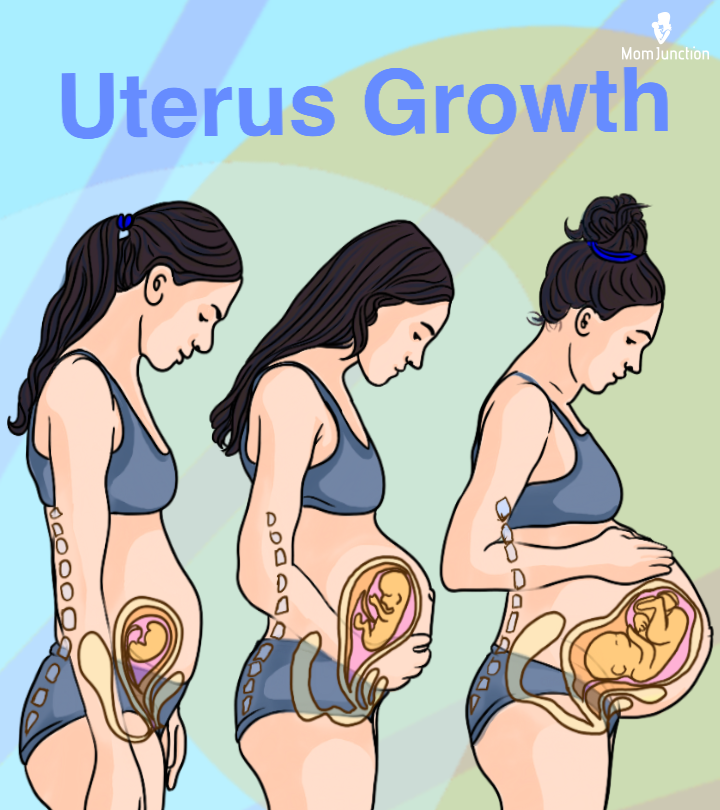 Uterus During Pregnancy: Sizes And How It Works