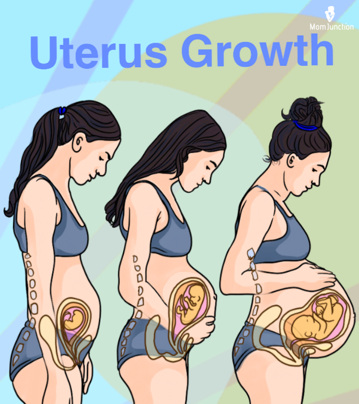 uterus Uterus During Pregnancy: Sizes And How It Works