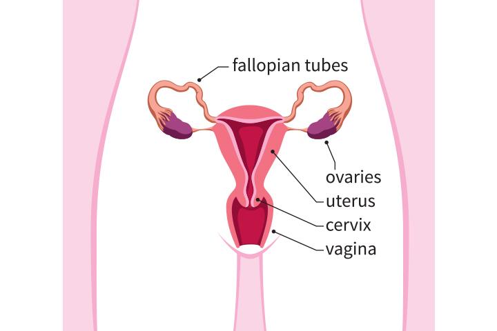 Uterus During Pregnancy: Sizes And How It Works Uterus During Pregnancy: Sizes And How It Works