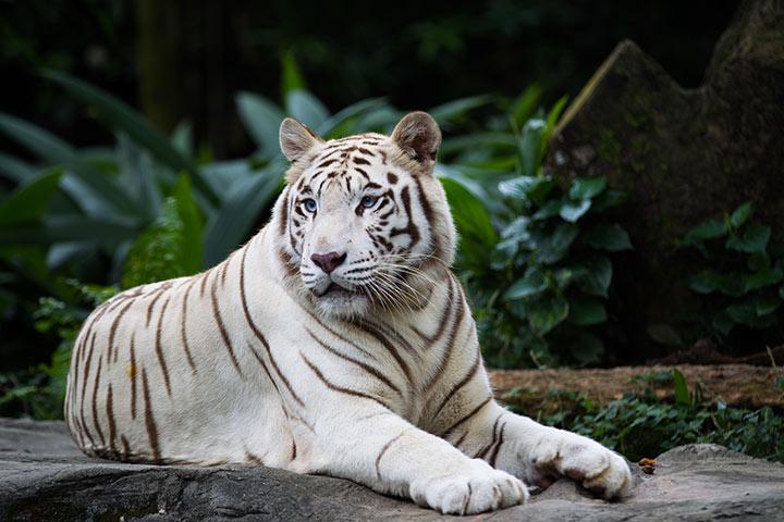 White Tigers: Facts, Threats, & Conservation