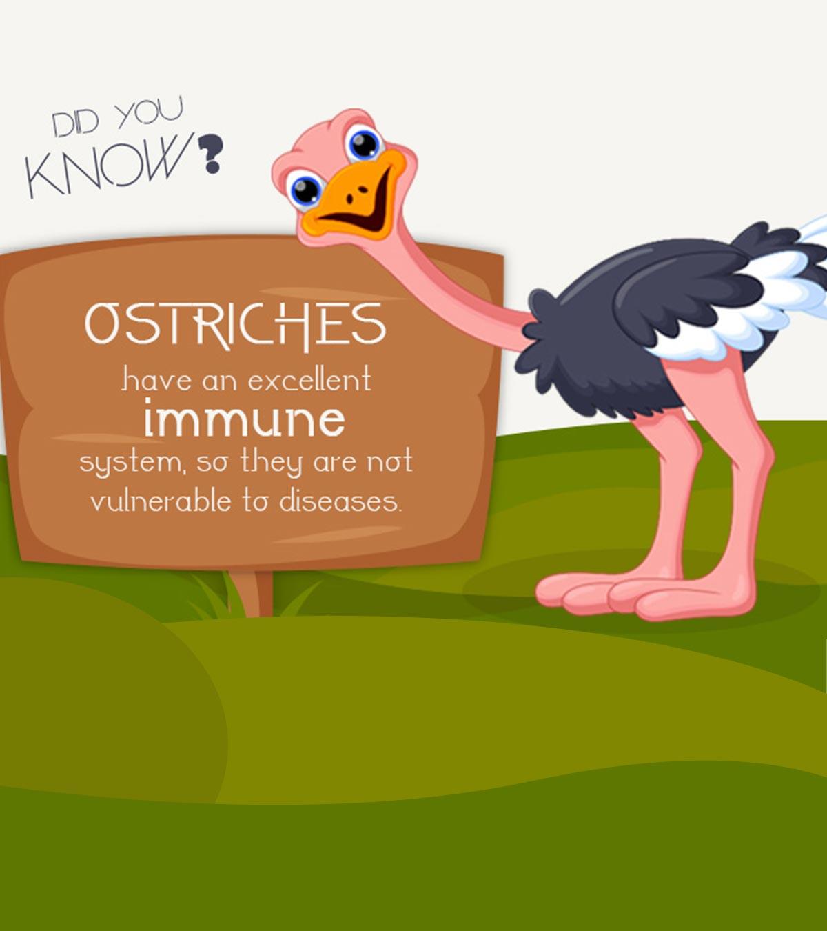 30 Incredible Information And Facts About Ostrich For Kids