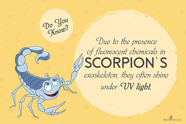 21 Unknown Scorpion Facts And Information For Kids Scorpion Facts For Kids