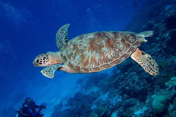 Educative Aquatic Animals Information For Kids Educative Aquatic Animals Information For Kids