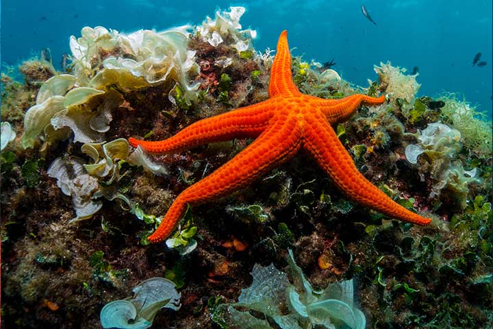 Water animal information for kids, starfish