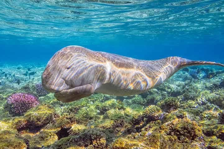 Educative Aquatic Animals Information For Kids Educative Aquatic Animals Information For Kids