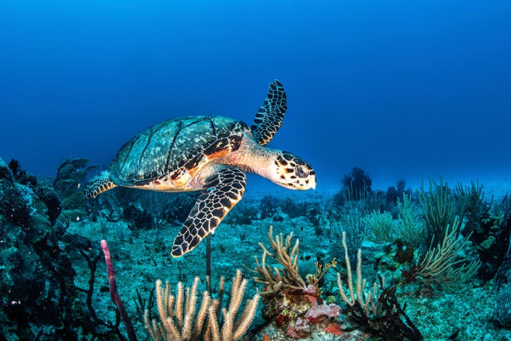 Facts about vitality of sea turtle for kids