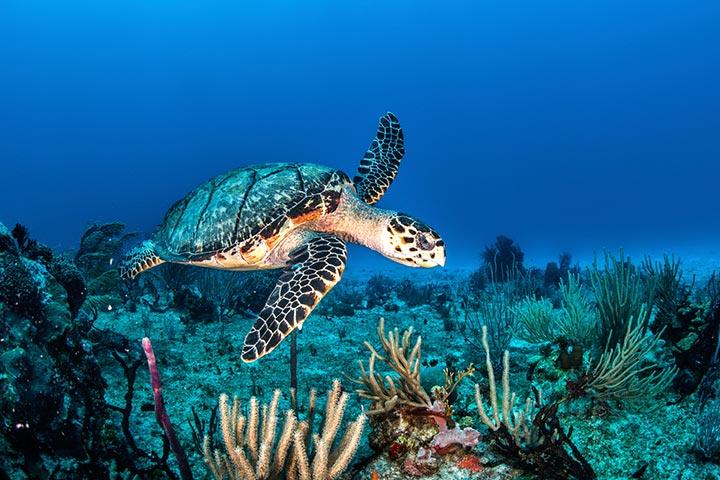 Facts about vitality of sea turtle for kids