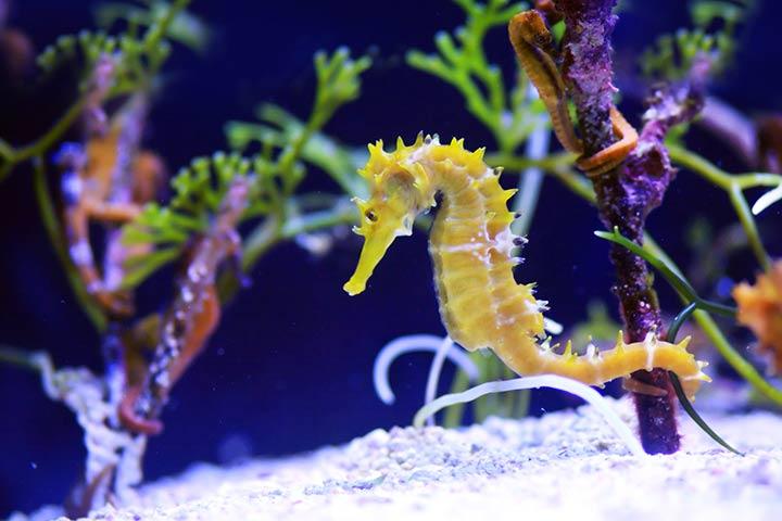 Educative Aquatic Animals Information For Kids Educative Aquatic Animals Information For Kids