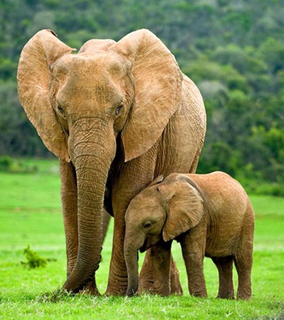 25 Fun And Amazing Facts About Elephants For Kids MomJunction