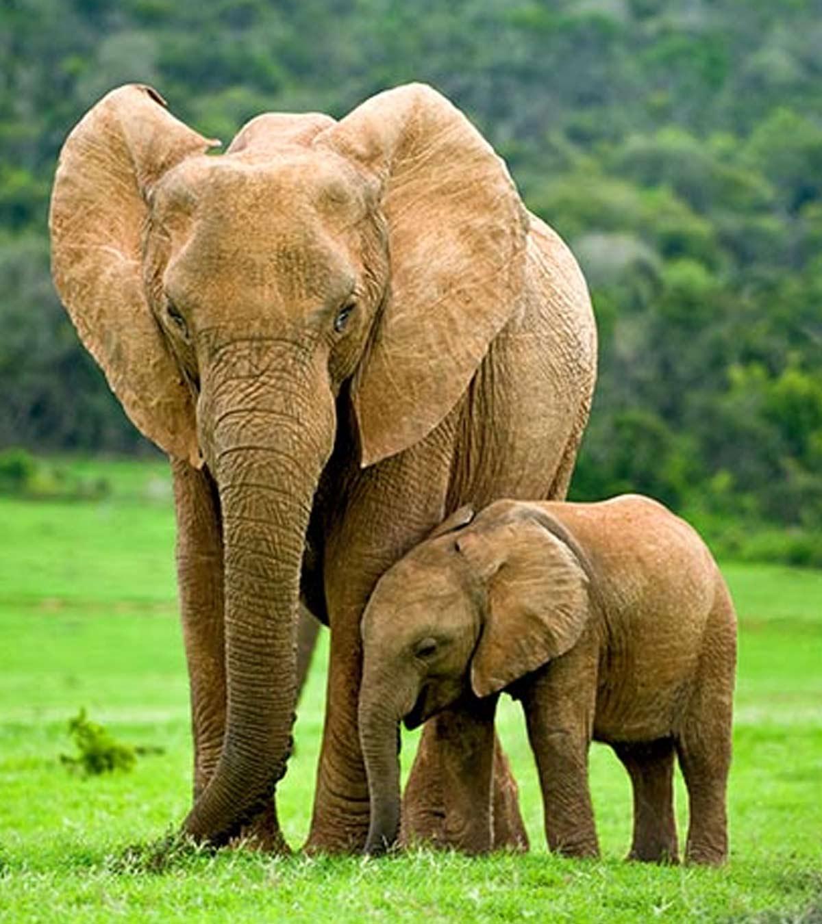 A baby elephant with her mother