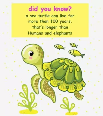 25 Fun Facts About Sea Turtle For Kids