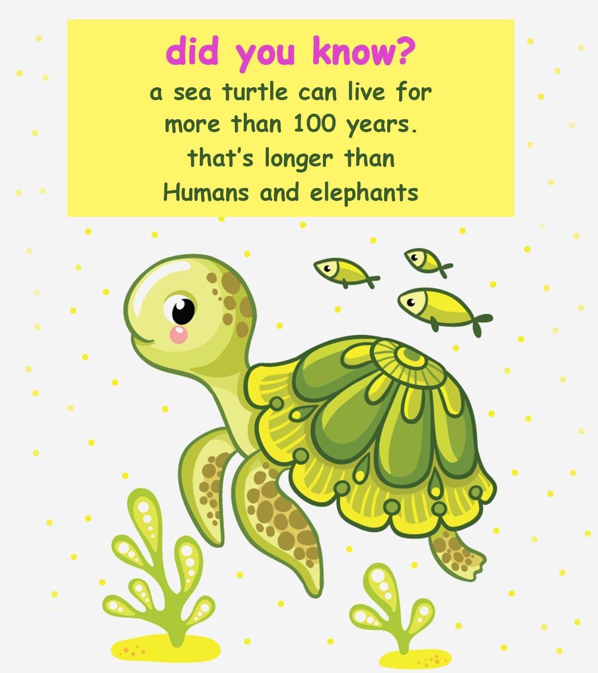 A turtle on the sea