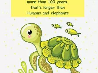 25 Fun Facts About Sea Turtle For Kids