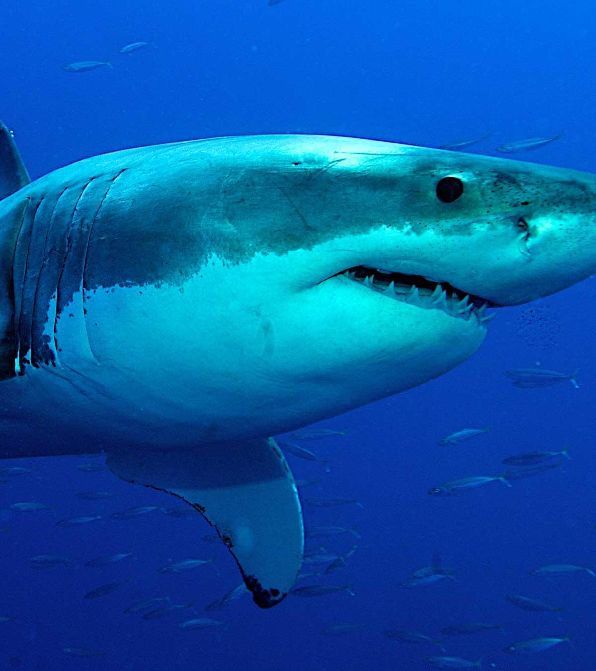 35 Lesser-Known Facts About Great White Sharks For Kids