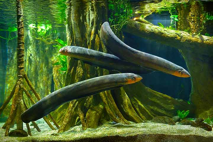 Water animal information for kids, electric eels
