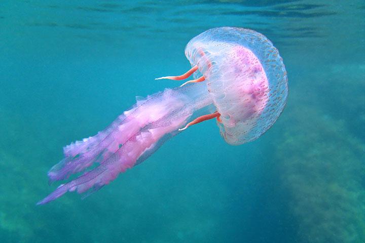 Educative Aquatic Animals Information For Kids Educative Aquatic Animals Information For Kids