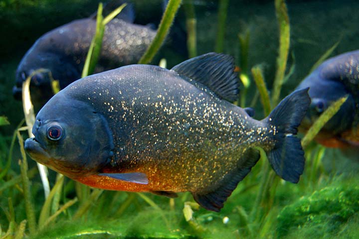Water animal information for kids, piranha