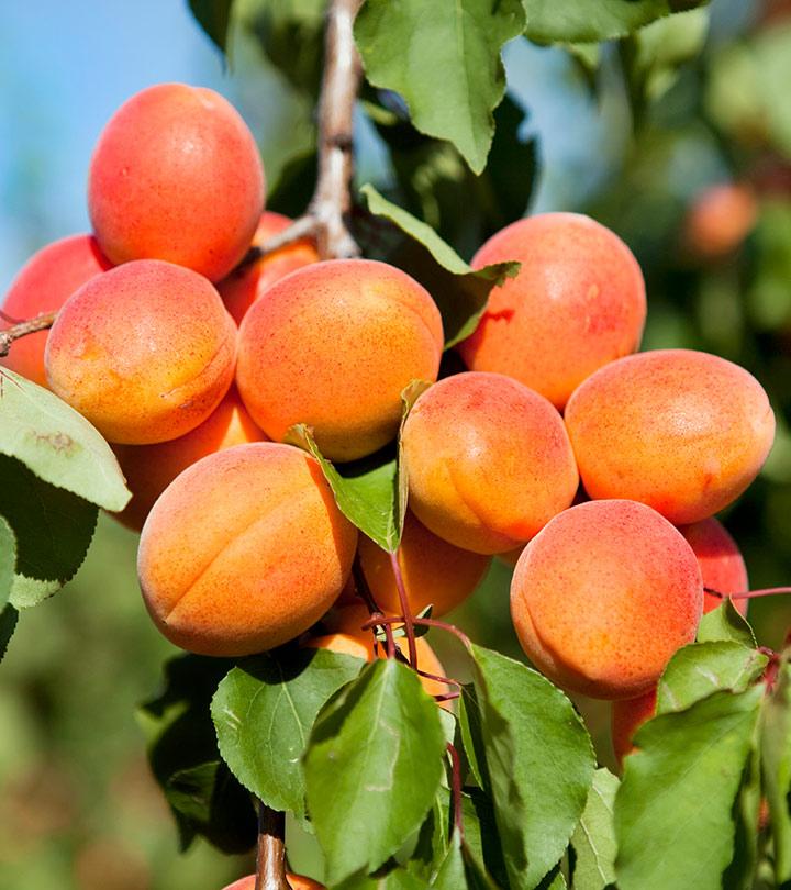 Apricots in trees