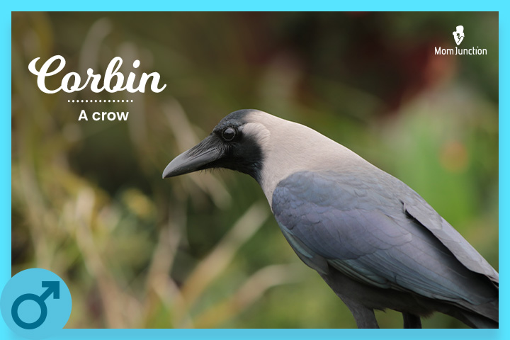 Corbin means a crow