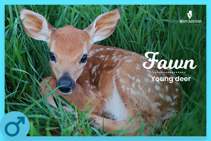 Fawn is an animal inspired baby name for boys
