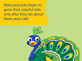 25 Wonderful Peacock Facts And Information For Kids