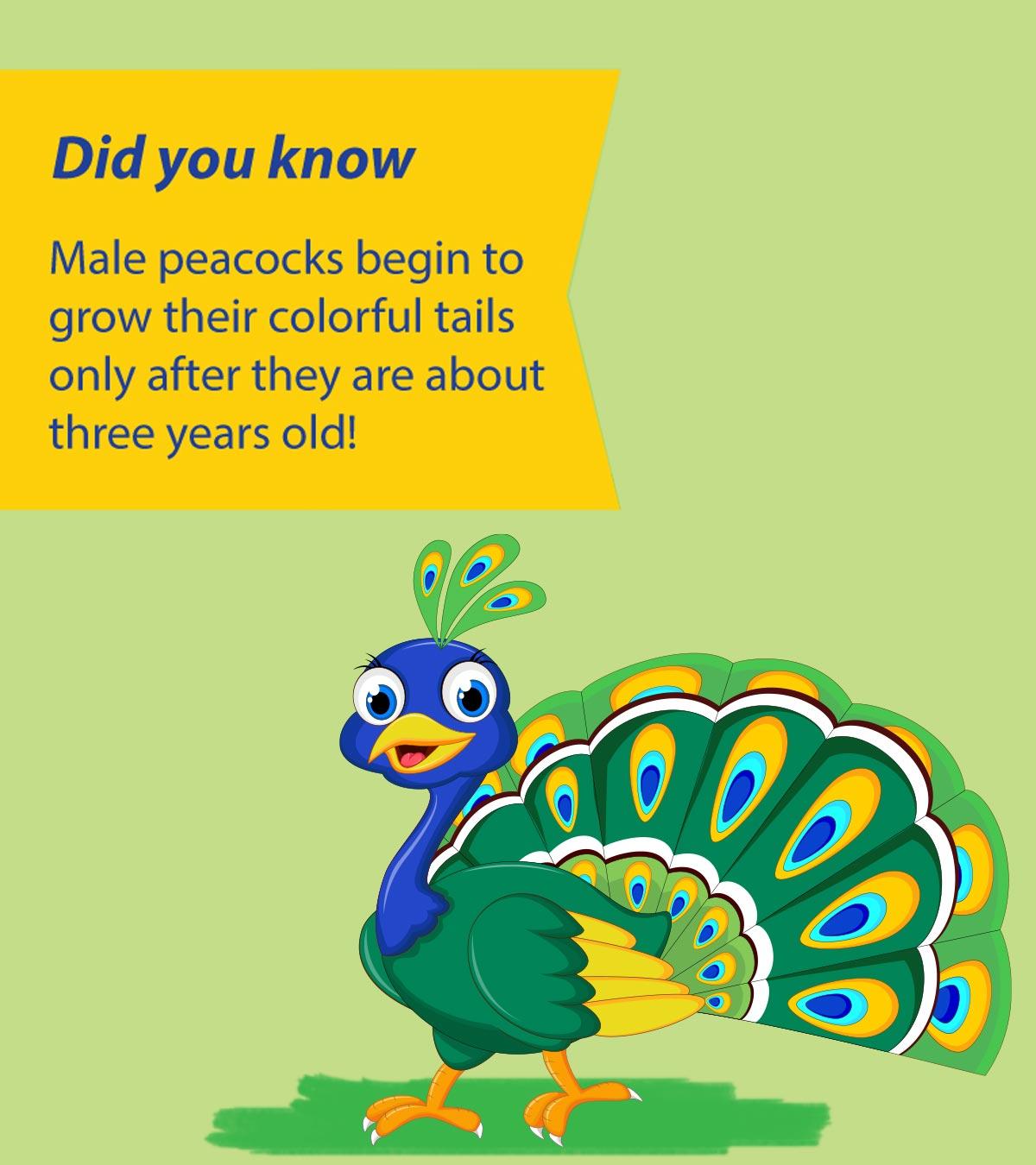 Peacock Facts And Information For Kids