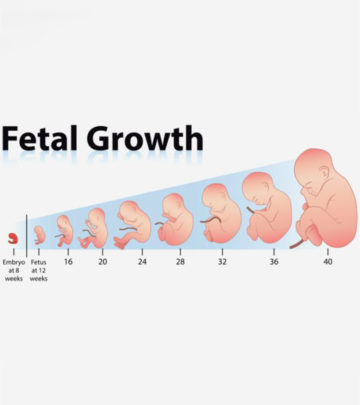 Growth Chart: Length And Weight Of The Fetus Week By Week