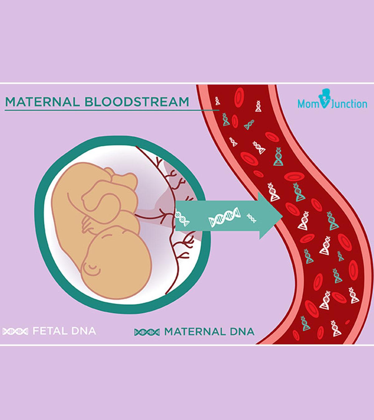 Maternal bloodstream diagram